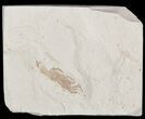 Fossil Pea Crab (Pinnixa) From California - Miocene #47040-1